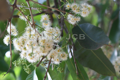 Syzygium cumini